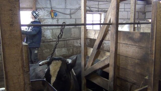 очередной отел коровы, уже шесть телят, немного уборки во дворе, жизнь в деревне смотреть онлайн