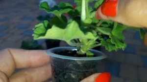 Нужно ли удалять цветоносы? у черенков пеларгонии? ?