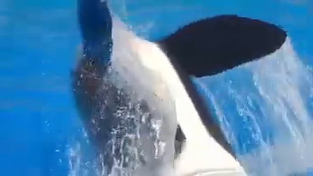 Top 10 Biggest Creatures EVER Captured смотреть онлайн