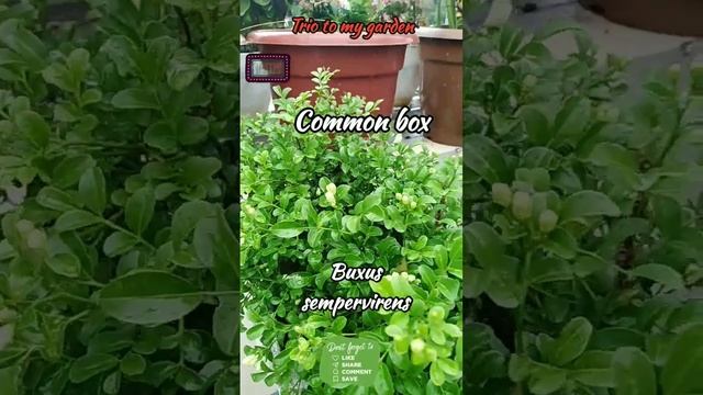 Buxus sempervirens смотреть онлайн