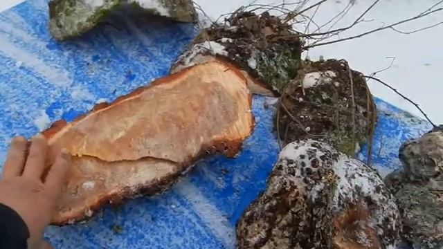 Привёз берёзовый кап и сувель . смотреть онлайн