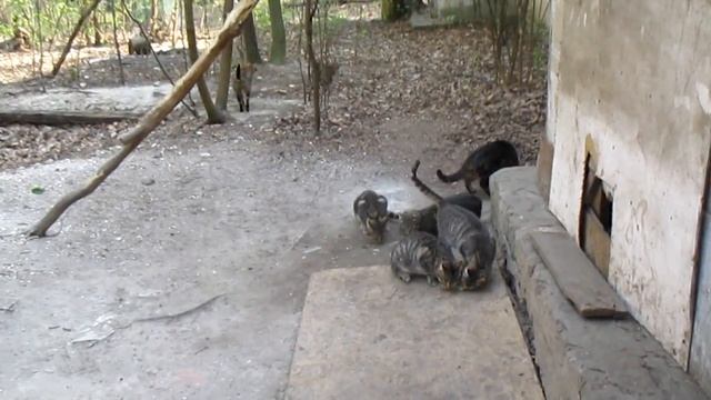 КОТЫ! Усато-полосатая,а также хвостатая банда гордого кошачьего племени Mustachio-striped #cats gan смотреть онлайн