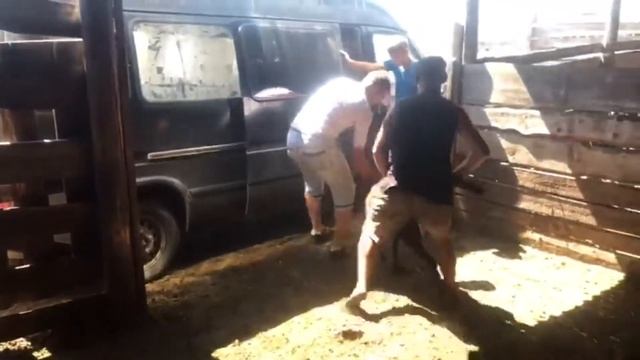 Закупка овец, помощь другу!!!(перевозим овец) смотреть онлайн