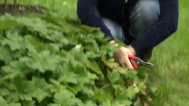 ГЕРАНЬ В ПРИСТВОЛЬНОМ КРУГЕ смотреть онлайн