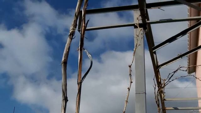 виноград апрель мороз смотреть онлайн