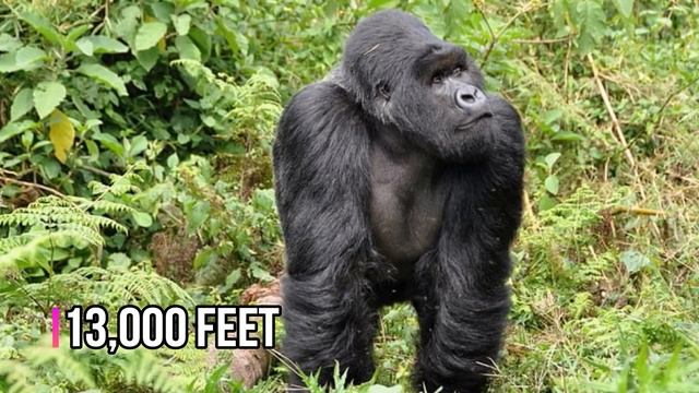 CHIMPANZEE VS GORILLA - Which ape will win in a fight? смотреть онлайн