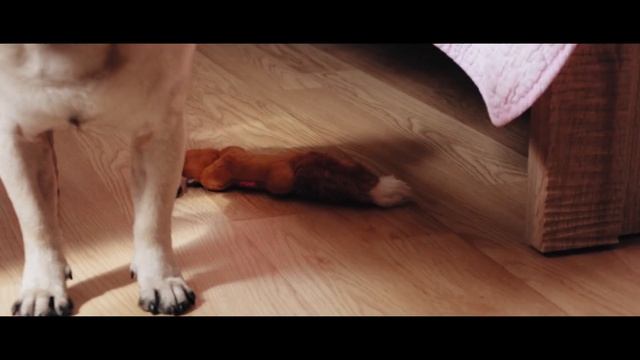 Что у мопса вызывает дрожь в теле? Любимая игрушка Жорика. смотреть онлайн