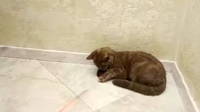 Нежная и ласковая малышка- британская девочка Сlara! смотреть онлайн