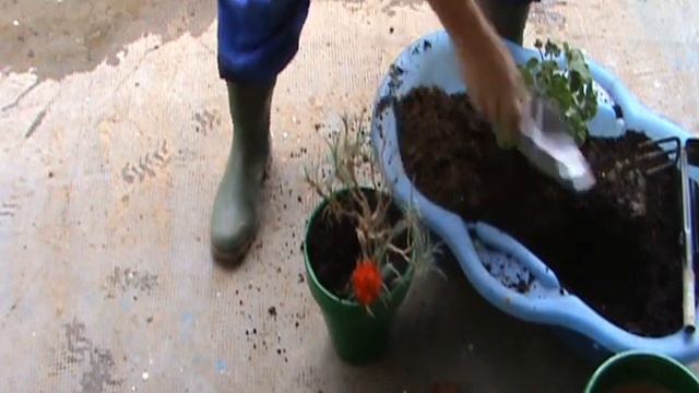 TRASPLANTAR FLORES EN MACETA ( Claveles Rojos Y Geranios )