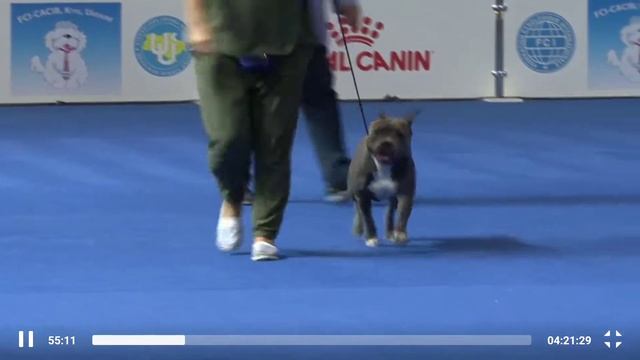 Якутская Лайка на FCI-CACIB "ЗОЛОТА ПЕКТОРАЛЬ - 2019" смотреть онлайн