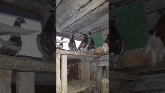Голуби Одесский турман , Паврианидис Сергея , г. Бердянск смотреть онлайн