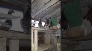 Голуби Одесский турман , Паврианидис Сергея , г. Бердянск