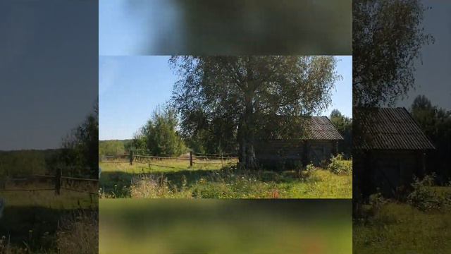 Куда ездила Майя? Золотистый ретривер. История вторая