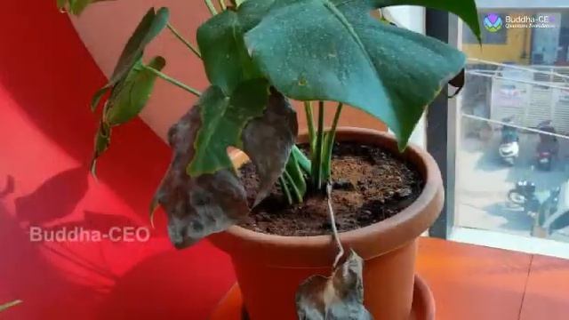 Power of pyramids in plant growth | pyramid energy | Plants grow extensively under pyramid смотреть онлайн