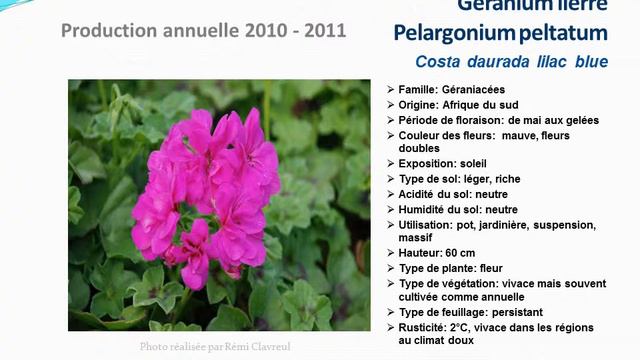conseils jardinage:Geranium lierre Pelargonium lilac blue: fiche technique plante annuelle смотреть онлайн