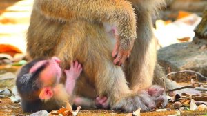 God help...Hey, MOM SARIKA why you don't keep her newborn baby monkey have a Relax like that?