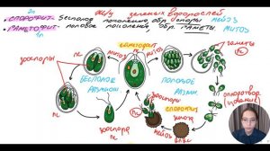 Жизненный цикл зеленых водорослей