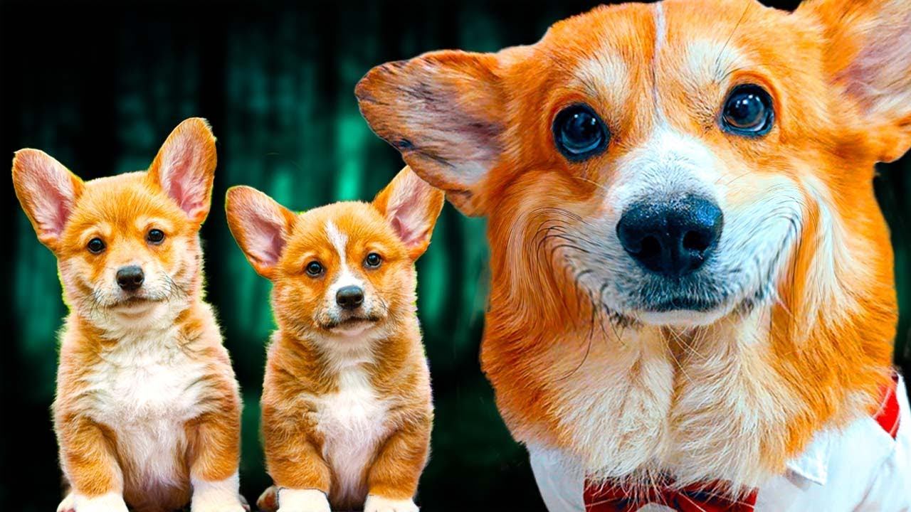 Я СТАНУ ПАПОЙ!!! КАК НАЗВАТЬ ДОЧКУ ?? (Корги Коржик) Говорящая собака смотреть онлайн