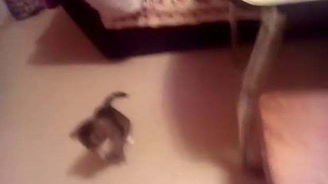 Мэджик кэтс Мося и Пуся смотреть онлайн