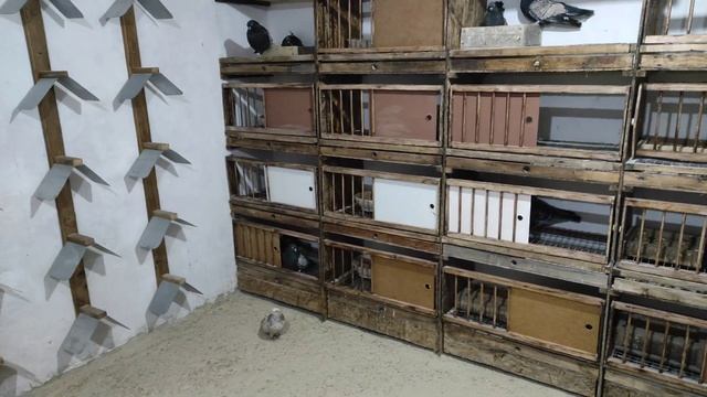 Новая голубятня/Краткий обзор голубей/New Pigeon Loft.