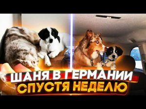 Как Шанс уживается у новой хозяйки Лидии спустя неделю.