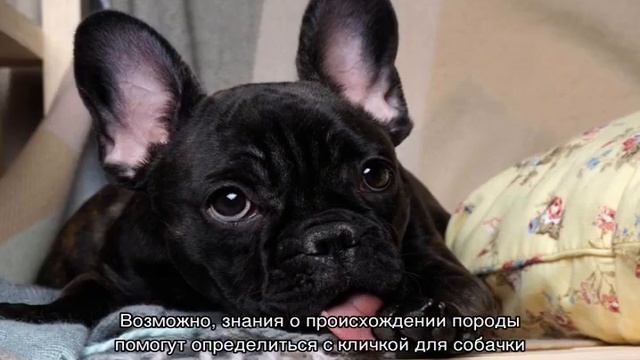 Клички для собак девочек маленьких пород смотреть онлайн