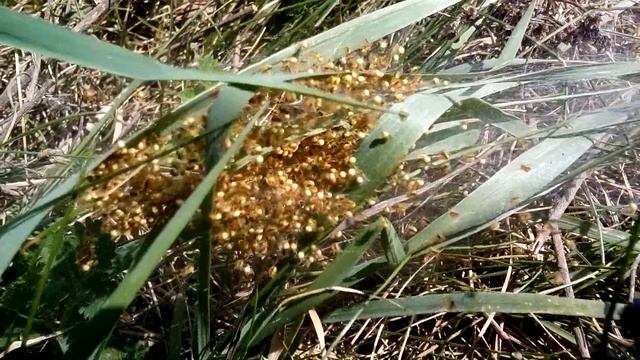 Пауки, очень маленькие паучки смотреть онлайн