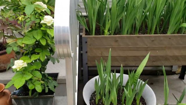 Stargazer bloom.💗 & patiently waiting for the first Gladiolus 💜 смотреть онлайн