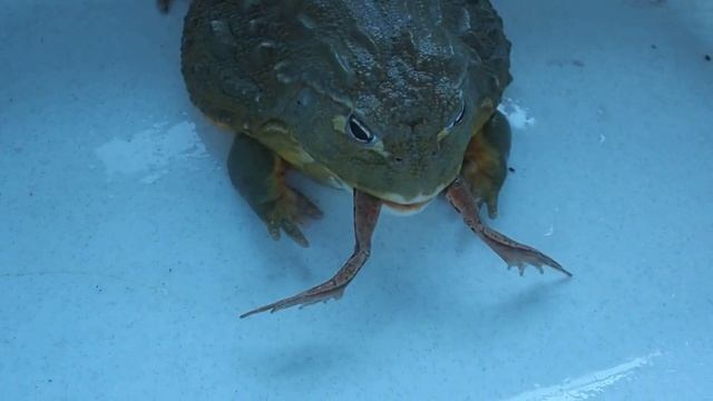Лягушка водонос ест лягушку (African Bullfrogs Eating)