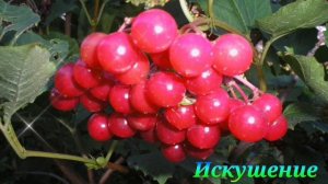 ТОП-5 самых СЛАДКИХ сортов КАЛИНЫ.