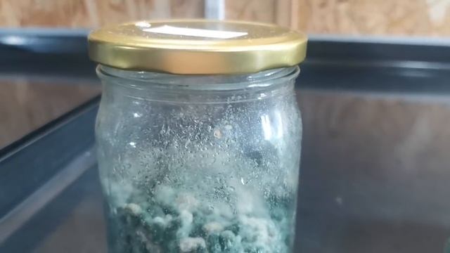 МОЖНО покупать! ПРОВЕРЕНО, триходерма живая! смотреть онлайн