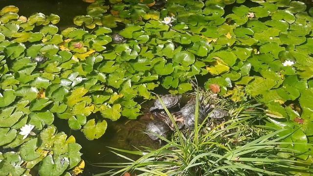 Форос Ялта 17 сентября 2022 г. смотреть онлайн