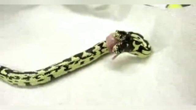 Змея☑️скорпион полезно знать смотреть онлайн