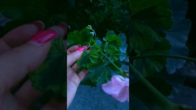 Чудит сорт пеларгонии, думала пройдет, но нет, уже так давно😀 смотреть онлайн
