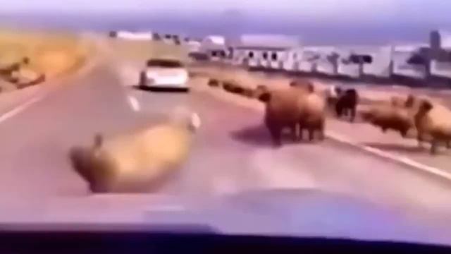 Лучшее видео с самыми смешными животными смотреть онлайн