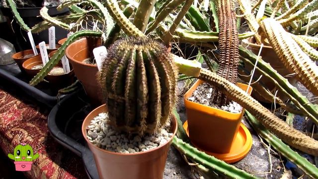Spotlight On My Cacti - Uebelmannia Pectinifera | RARE CACTUS #cactus #cacti