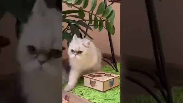 Видео для выставки он-Лайн 2023 года.МиррА Белль Домино Меджик.Выставочный номер 145. смотреть онлайн