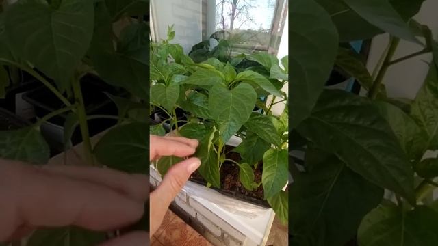 ? Пупырышки на листьях перца?Что делать-то?