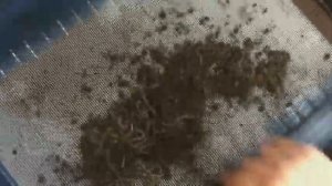 Разведение червя. Просеивание и выборка коконов