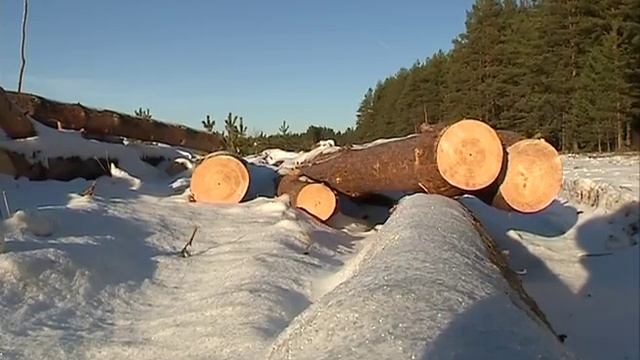 Дмитрий Степаненко: «Незаконная вырубка леса сократилась в 4 раза» смотреть онлайн
