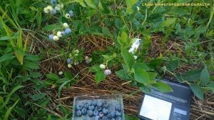 ГОЛУБИКА САДОВАЯ.Голубика Блюголд