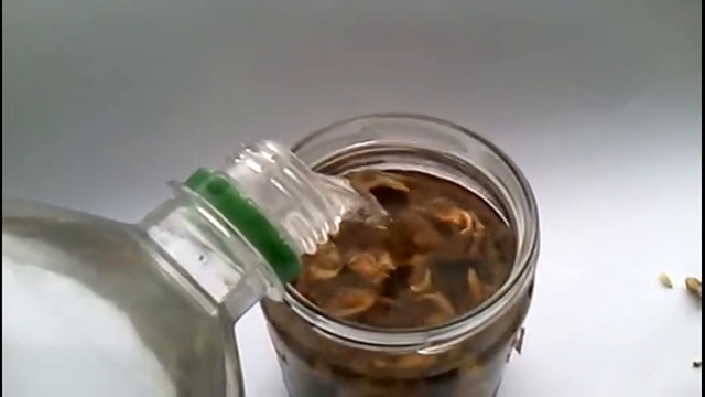 Рецепт настойка из скорлупы грецких орехов смотреть онлайн