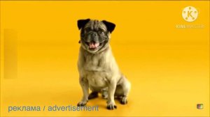 реклама pedigree корм для собак