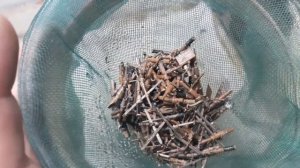 Как снять посеребрение. За секунды без серной кислоты.