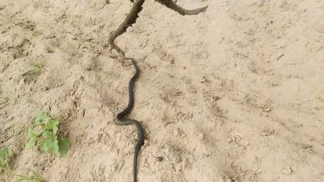 Неожиданная встреча со змеей в Астраханской области смотреть онлайн