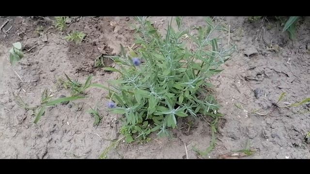 Игровые мирки