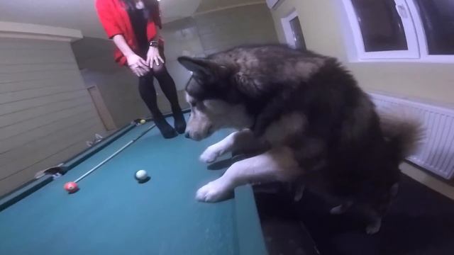 УРА! У нас новая камера Gopro Hero 7 Black. Собаки и распаковка гоу про