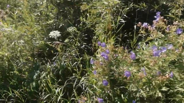 Синие-синие цветы! смотреть онлайн