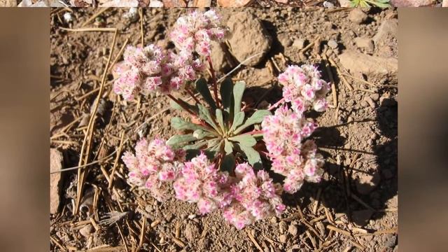 КАЛИПТРИДИУМ  (CALYPTRIDIUM)  Cем. Портулаковые