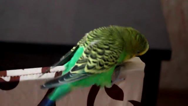 Извращенец - попугай или брачные игры со стулом смотреть онлайн